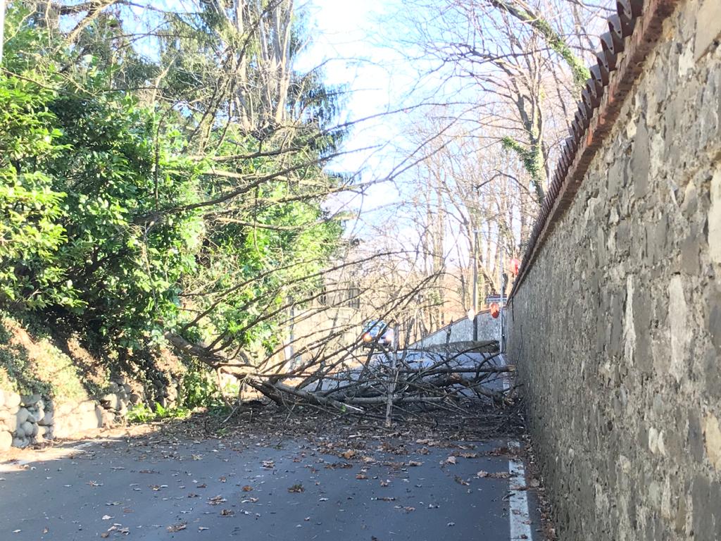 Merate, forte vento: pianta sradicata si abbatte sulla strada FOTO