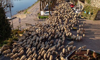 Gregge di pecore invade il lungofiume