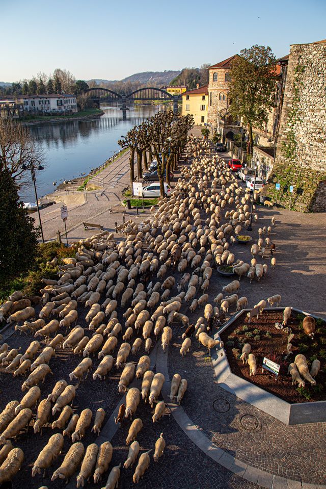 Gregge di pecore invade il lungofiume