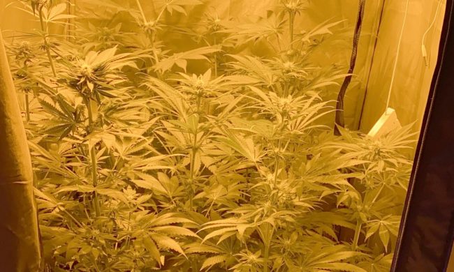 Amore e… marijuana ai tempi del Coronavirus