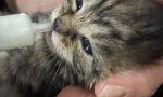 Gattino neonato salvato dall'Enpa: si chiama Strascè FOTO e VIDEO