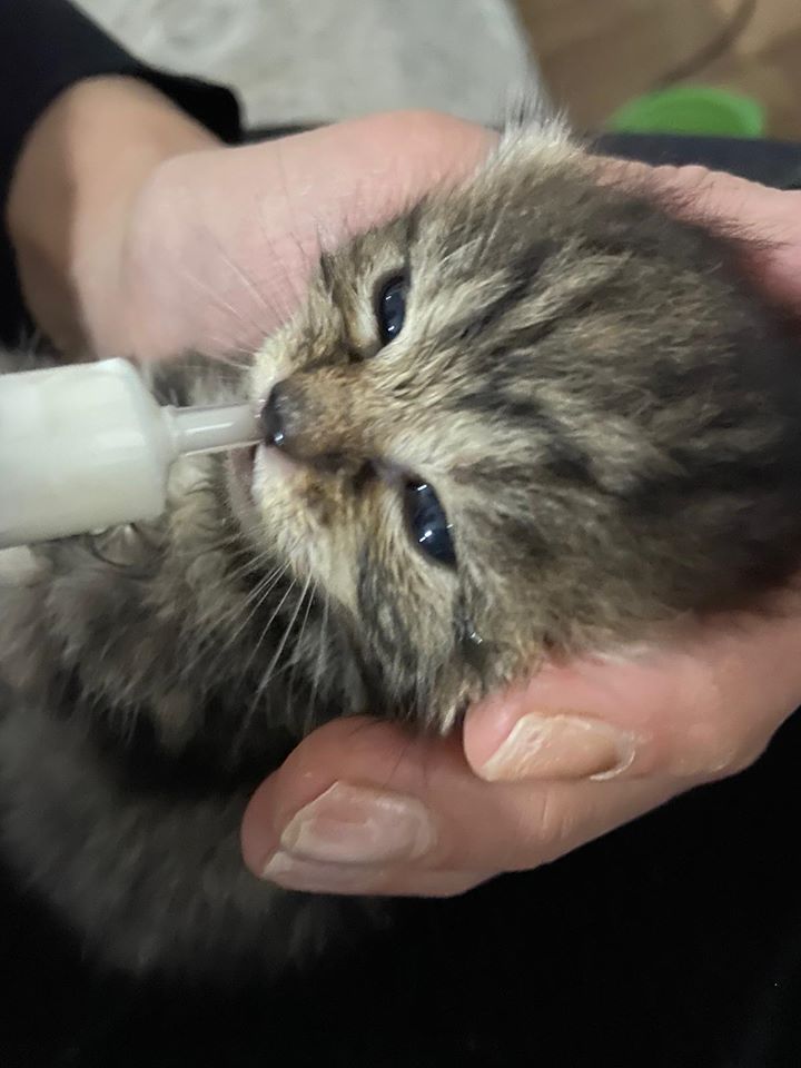 Gattino neonato salvato dall’Enpa: si chiama Strascè FOTO e VIDEO
