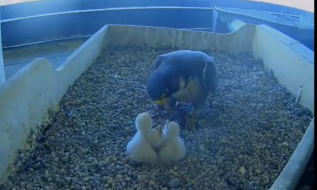 La nascita di tre falchetti è l’immagine più tenera di questa Pasqua IL VIDEO