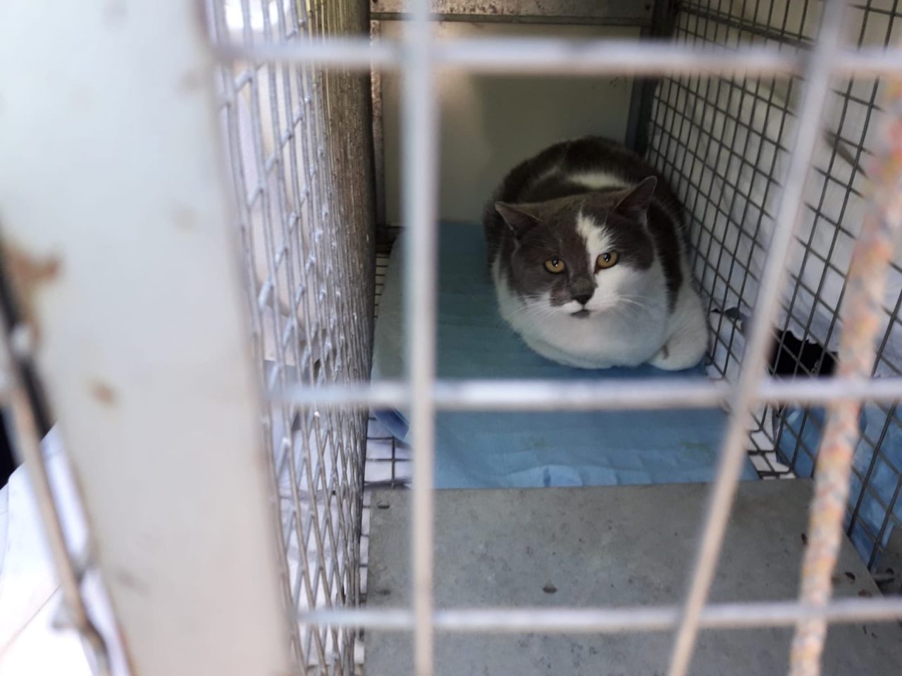 A Merate ci sono oltre trenta colonie feline: il racconto di chi se ne prende cura