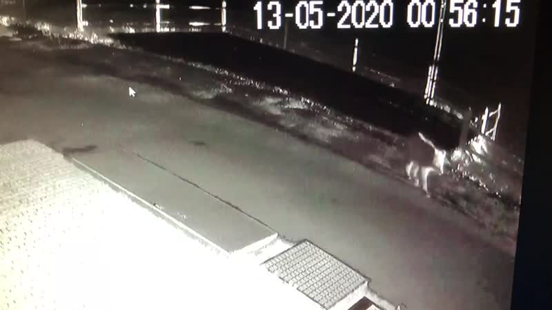 Un orso fuori dal campeggio a Livigno VIDEO