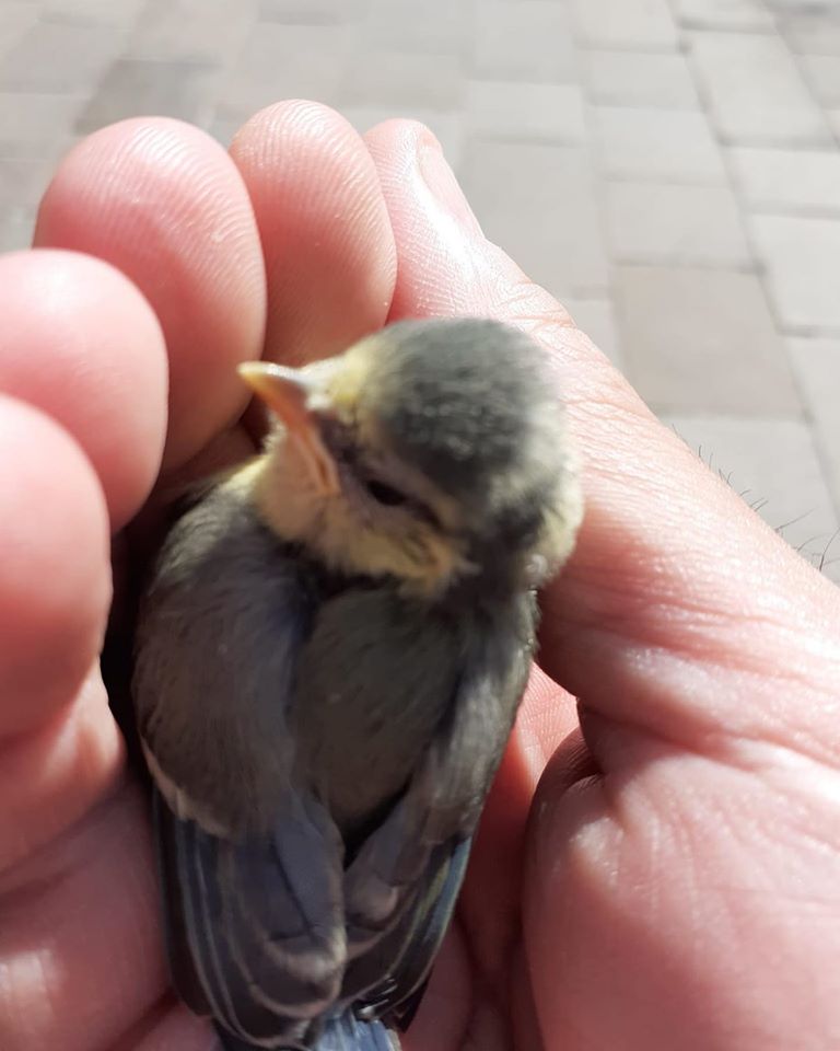 Salvata una piccolissima cinciarella grazie alla segnalazione del controllo di vicinato