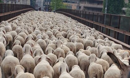Tremila pecore dalla Brianza al centro di Lecco FOTOGALLERY