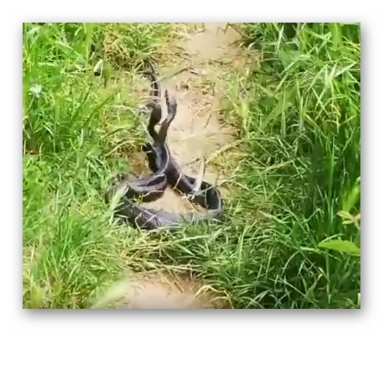 Due serpenti lottano fra loro… per amore! VIDEO