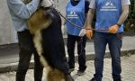 Il cane incontra i padroni usciti dall'ospedale dopo aver sconfitto il Coronavirus: che emozione! VIDEO