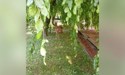 Daino a spasso nel giardino di un condominio IL VIDEO