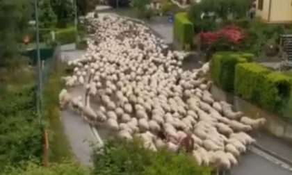 La città di Lecco invasa da tremila pecore