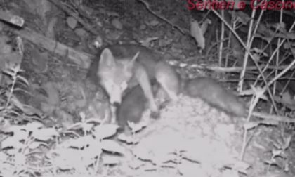 Una volpe e un tasso “osservati speciali” in Brianza I VIDEO