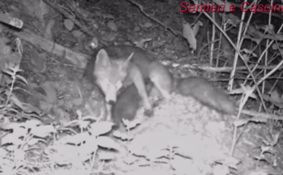 Una volpe e un tasso “osservati speciali” in Brianza I VIDEO