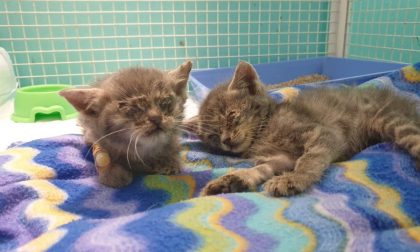 Due gattini in gravi condizioni salvati dai volontari