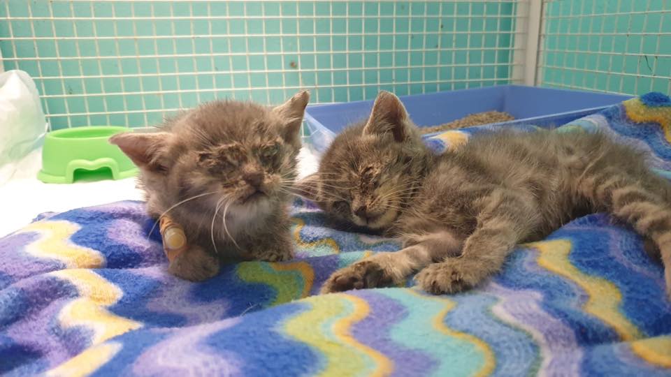 Due gattini in gravi condizioni salvati dai volontari