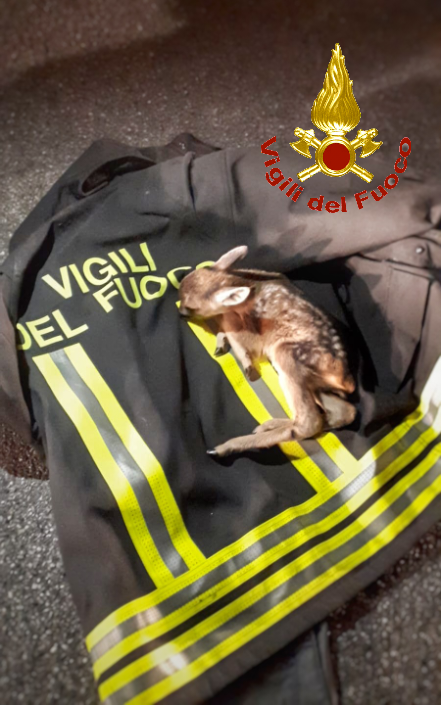 Un cerbiatto precipita e viene salvato dai Vigili del Fuoco