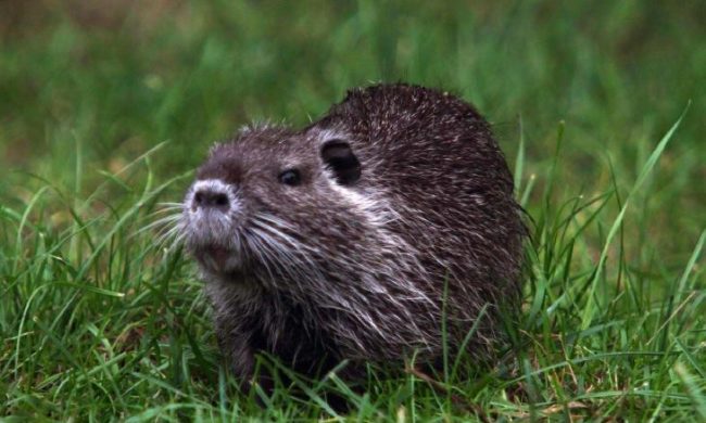 La caccia alle nutrie di Lecco diventa un caso nazionale. “Si uccidono gli animali con i soldi dei cittadini”