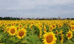 Ecco dove si trova il campo di girasoli di cui parlano tutti in Brianza e non solo