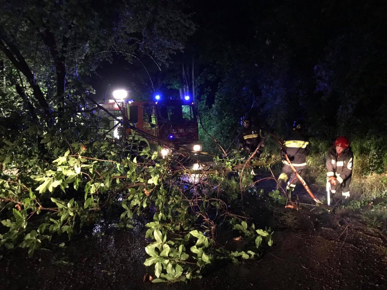Maltempo, piante cadute sulla sede stradale FOTOGALLERY