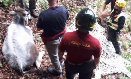 Un torello cade in un dirupo e viene salvato dai Vigili del Fuoco
