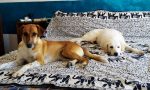 Coppia brianzola dona una nuova casa a due cani con un passato difficile
