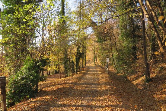 Percorso notturno nei boschi con Dirama