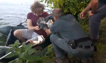 Uccello salvato a Sartirana: era impigliato nelle reti dei pescatori FOTO E VIDEO