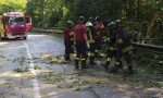 Albero caduto sulla Sp342: sul posto Protezione civile e Vigili del Fuoco