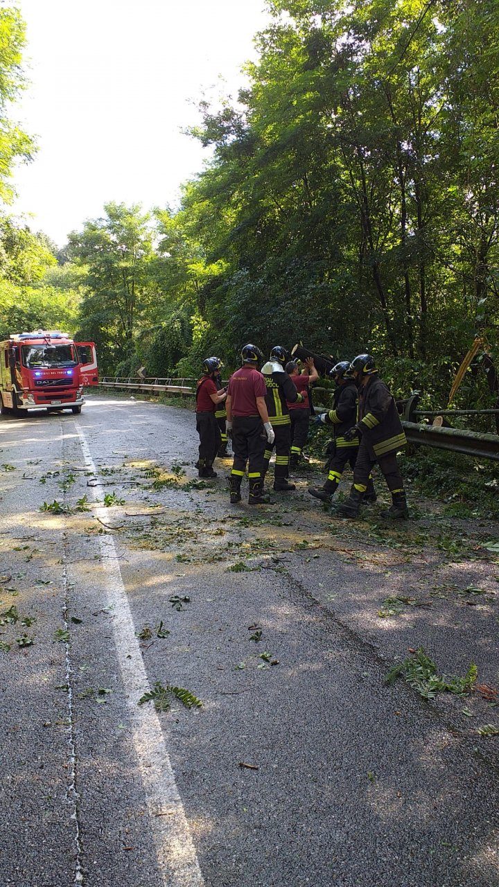 Albero caduto sulla Sp342: sul posto Protezione civile e Vigili del Fuoco