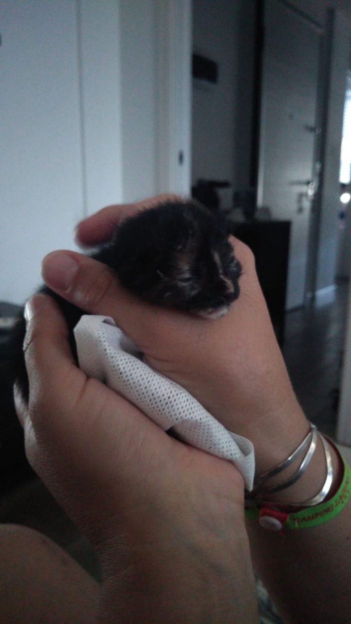 Gattina recuperata dal cavalcavia, partita la ricerca della sua mamma