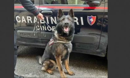 Il cane antidroga "Harry" non perdona: arrestato spacciatore