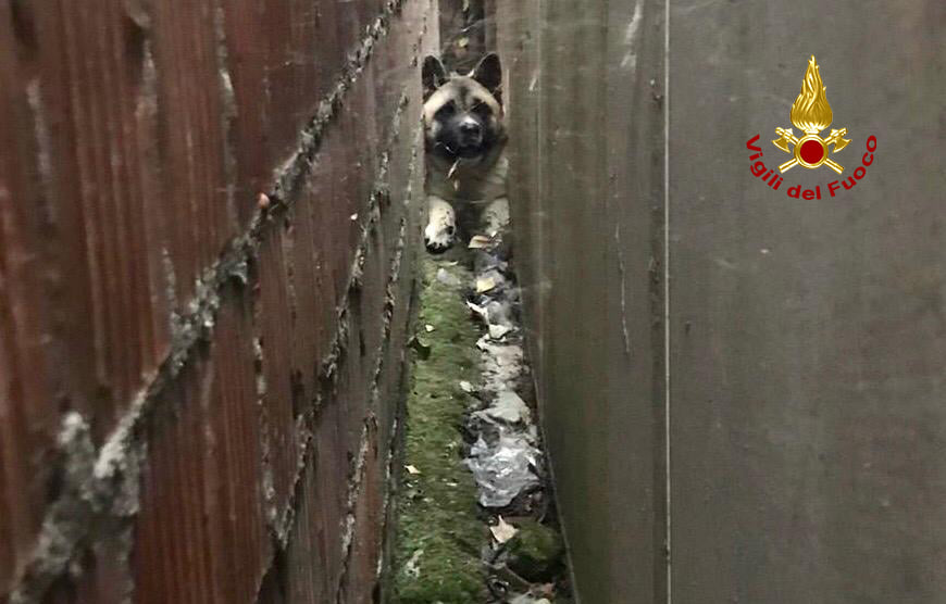 Sascia resta incastrato tra due muri: salvato dai Vigili Del Fuoco FOTO