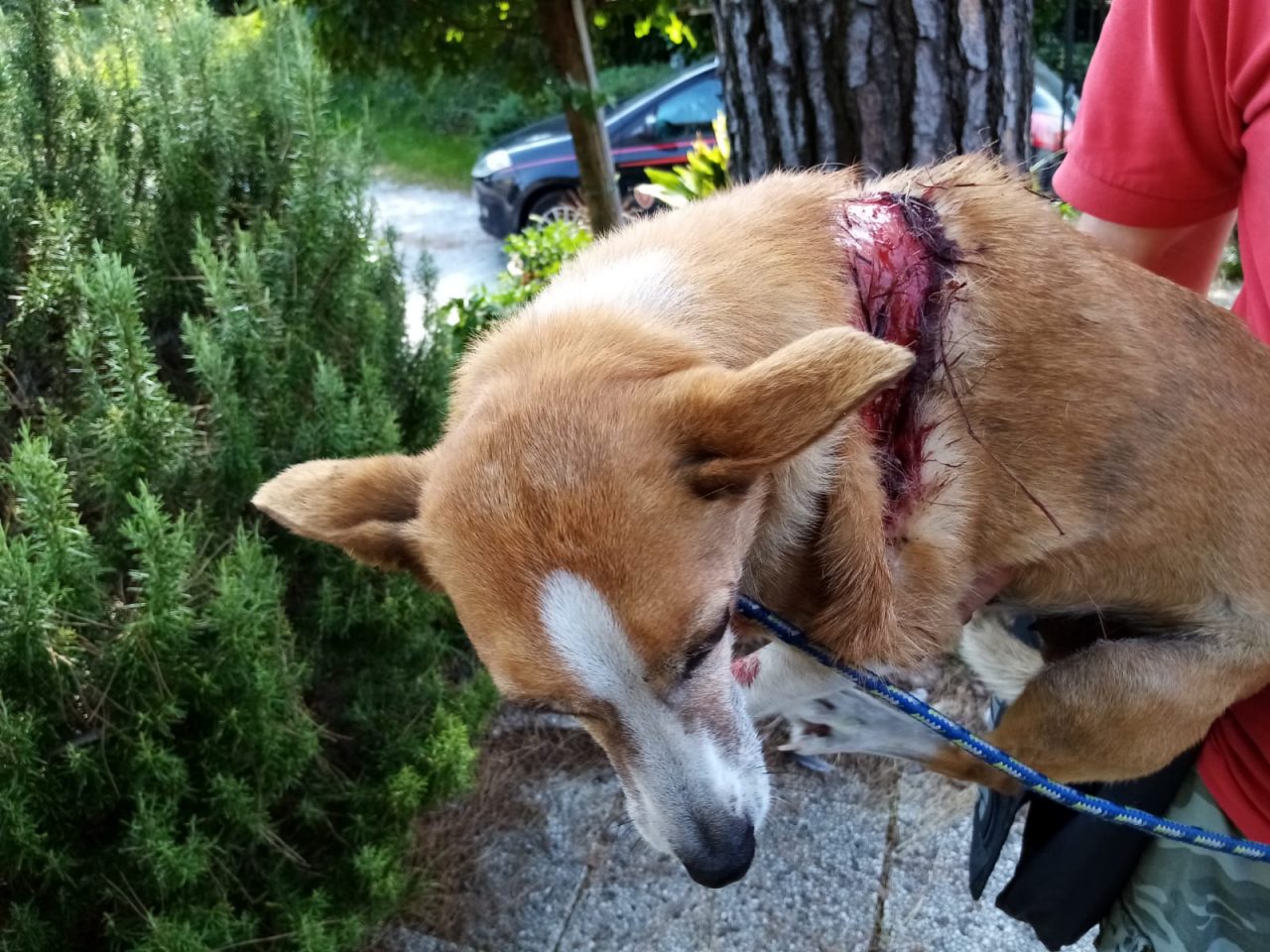 Cane travolto e ucciso dal suo padrone, che non lo ha nemmeno soccorso