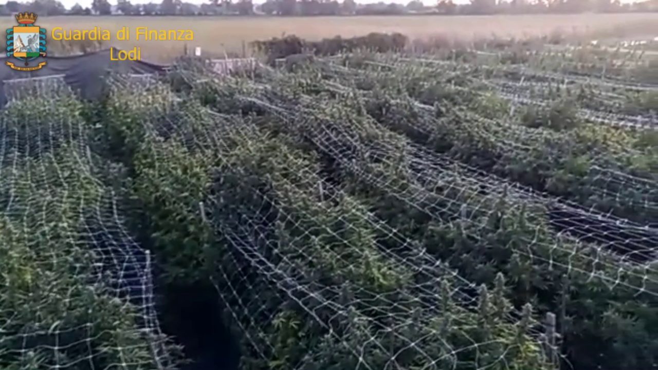 In Lombardia sequestrata la più grande piantagione di marijuana mai vista in Italia: 115.800 piante FOTO E VIDEO