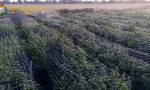 In Lombardia sequestrata la più grande piantagione di marijuana mai vista in Italia: 115.800 piante FOTO E VIDEO