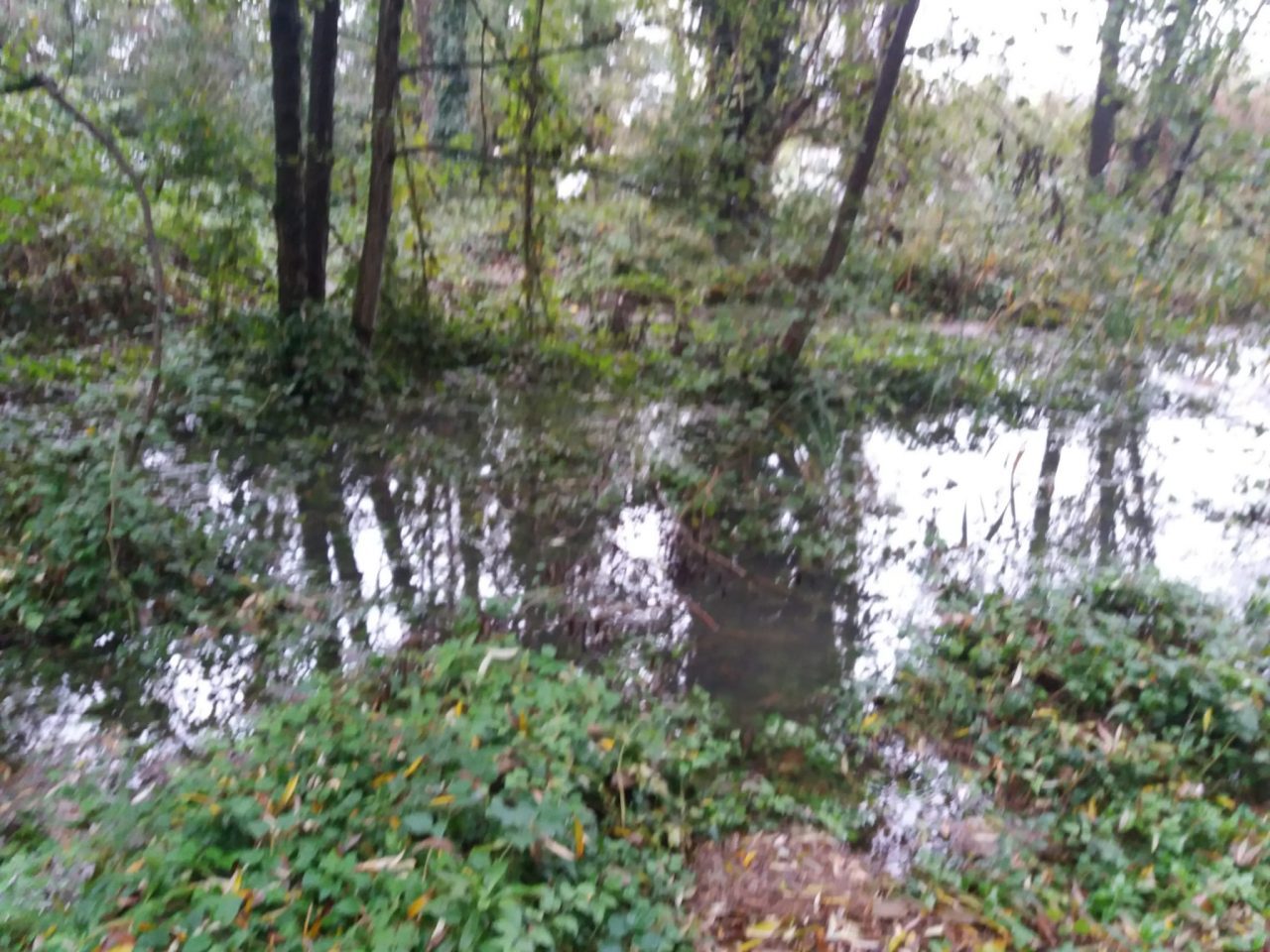 L’Adda in piena esonda nel parco di Fara FOTO