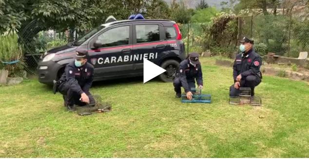Bracconieri in azione nel Parco del Curone: denunciati dai Carabinieri VIDEO