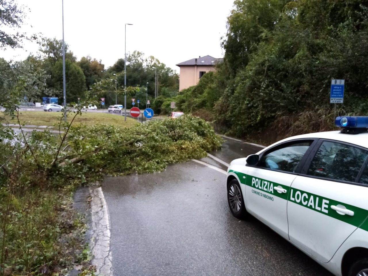 Nibionno, uscita della statale bloccata per la caduta di un albero FOTO