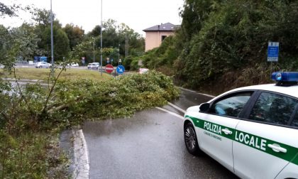 Nibionno, uscita della statale bloccata per la caduta di un albero FOTO