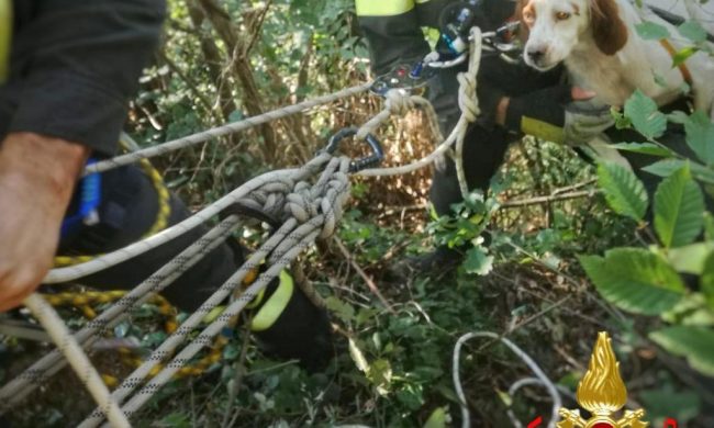 Cane da caccia precipita in un dirupo: i Vigili del Fuoco lo salvano