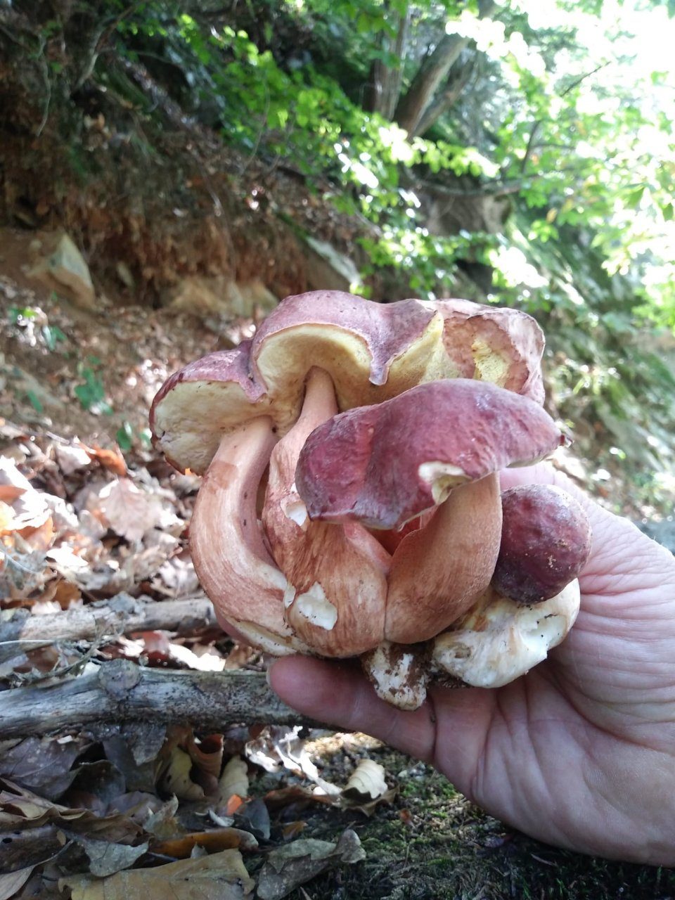Un porcino più unico che raro FOTO