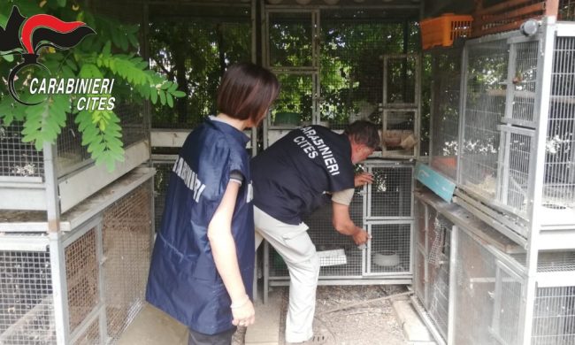 Operazione “Pettirosso”, salvati migliaia di esemplari di avifauna protetti: oltre 100 bracconieri denunciati