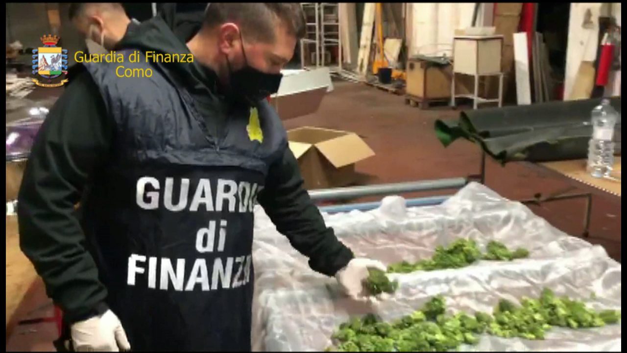 Sequestrate 500 piante di marijuana all’interno di un capannone FOTO e VIDEO