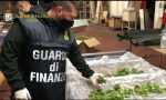 Sequestrate 500 piante di marijuana all’interno di un capannone FOTO e VIDEO