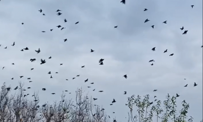 Spettacolari coreografie degli uccelli in volo IL VIDEO