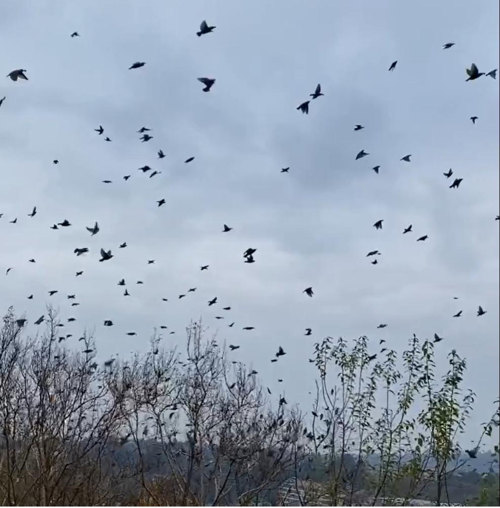 Spettacolari coreografie degli uccelli in volo IL VIDEO