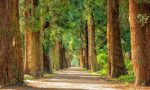 Giornata dell'Albero: Regione Lombardia stanzia 9 milioni di euro per nuovi boschi