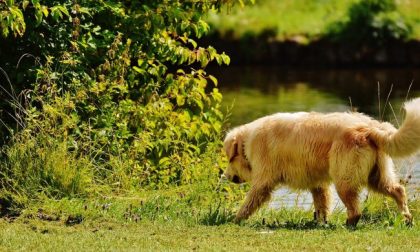 Passeggiare con il cane: le regole in vigore da oggi