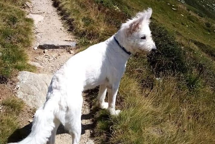 I suoi padroni non possono più occuparsene: si cerca una nuova famiglia per Rio