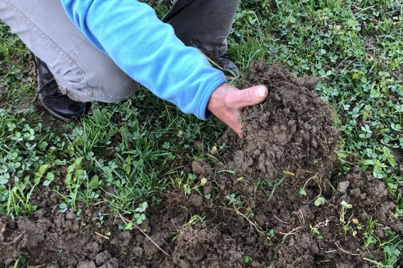 Cinghiali senza controllo: “Dopo il lockdown  situazione esplosiva a Lecco e Como”